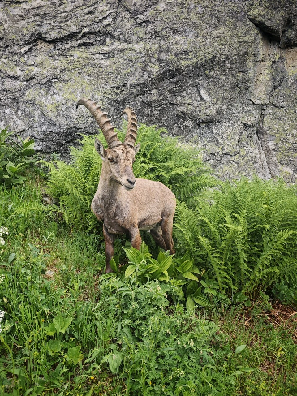 En stenbock i ormbunkarna, några meter från leden