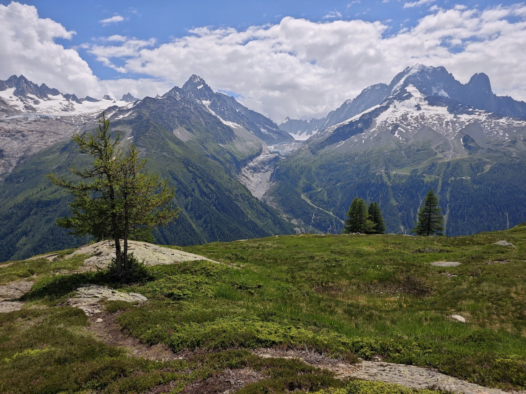 En ensam lärk framför glacier d'Argentière och Aiguille Verte