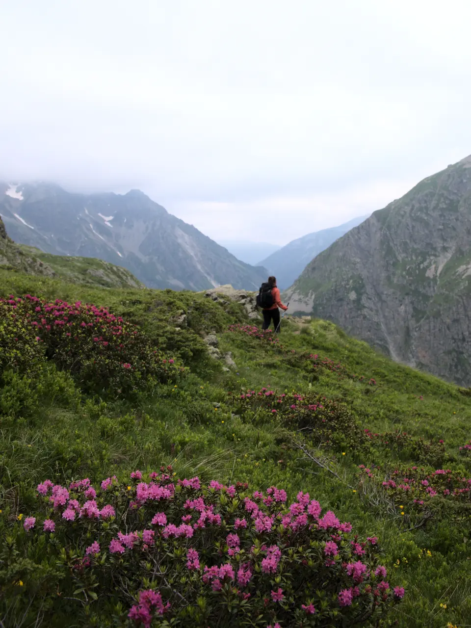 Rhododendrons and hiking in the Écrins