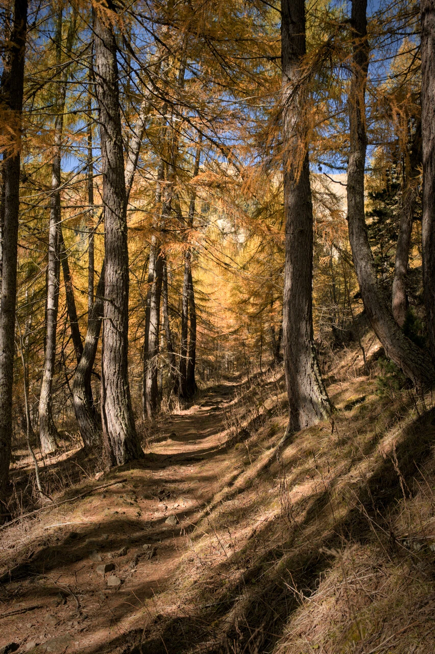 Stig genom gyllene lärkskog på väg mot Col de la Pisse vid Chaillol